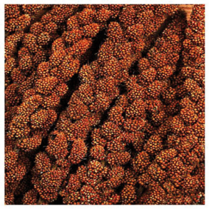 Trosgierst chinees rood 1000 gr